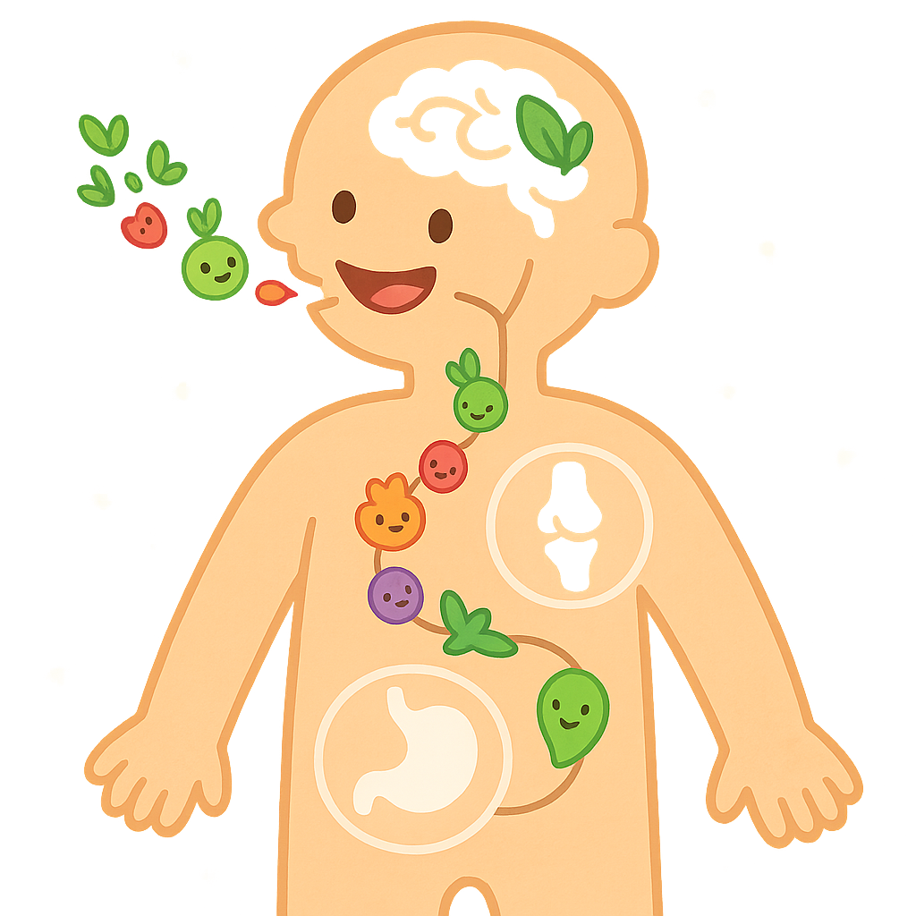 This illustration shows phytochemicals, special chemicals from plants, entering our bodies. Once inside, these plant compounds can gently interact with our cells, helping with things like brain function, digestion, or joint comfort.